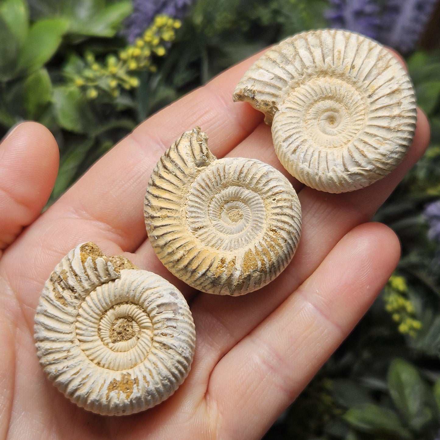 Ammonite Fossil