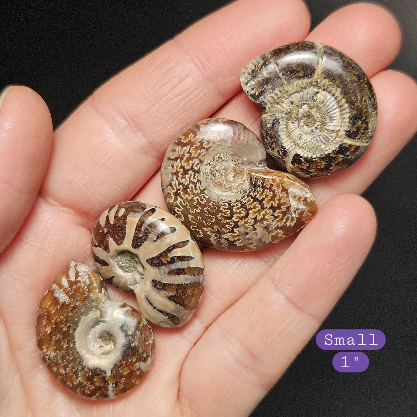 Ammonite Fossil