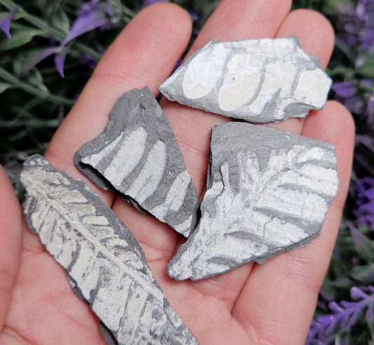 Fossilized Fern