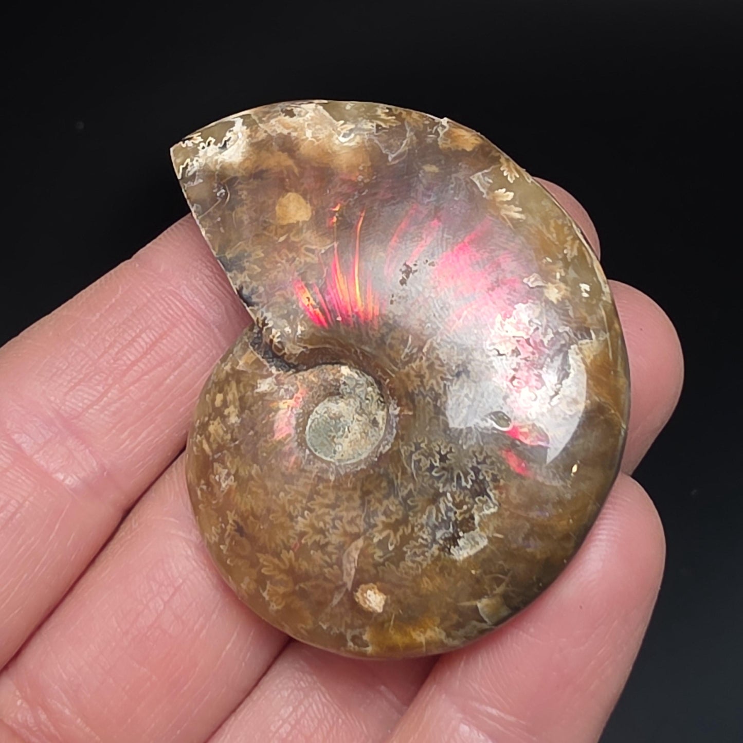 Opal Ammonite