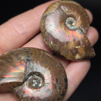 Opal Ammonite