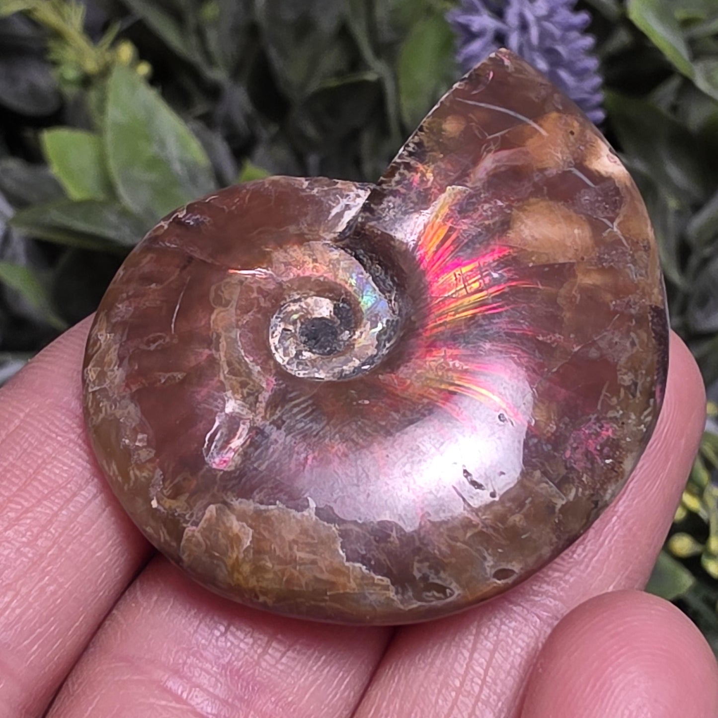 Opal Ammonite