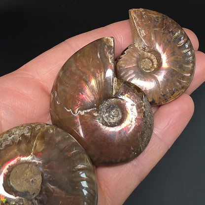 Opal Ammonite