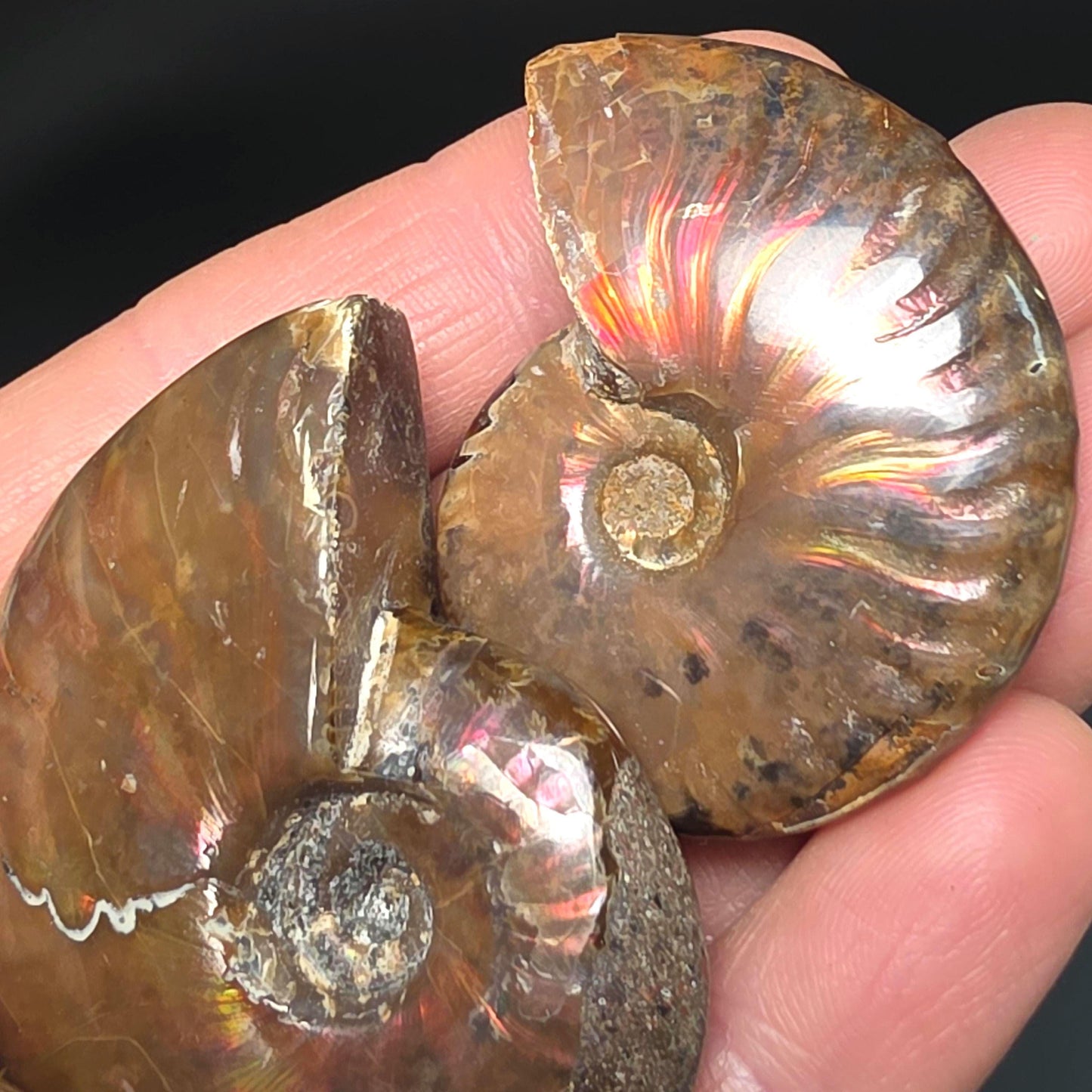 Opal Ammonite