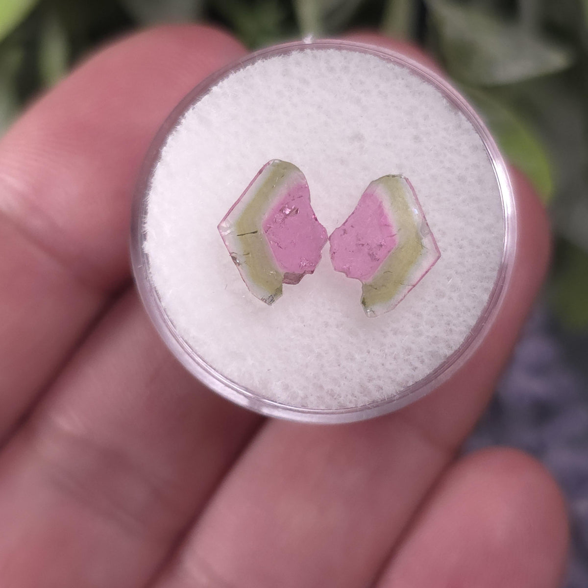 Watermelon Tourmaline Crystal Slice Pair of Specimens (3.7 carats)