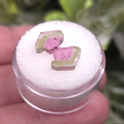 Watermelon Tourmaline Crystal Slice Pair of Specimens (3.7 carats)