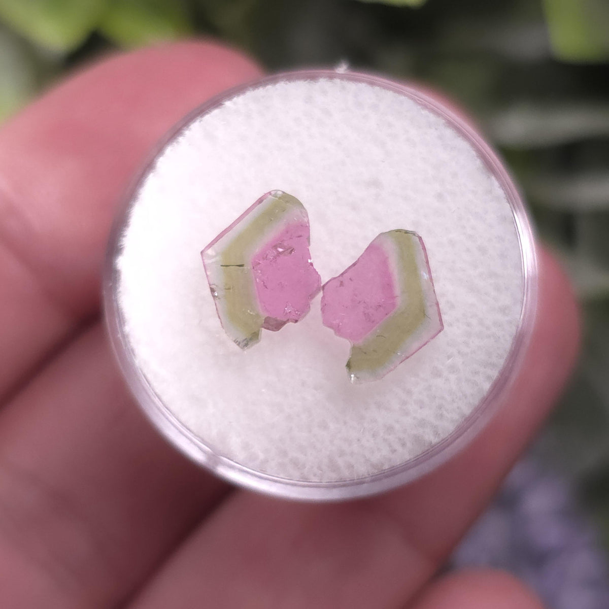 Watermelon Tourmaline Crystal Slice Pair of Specimens (3.7 carats)