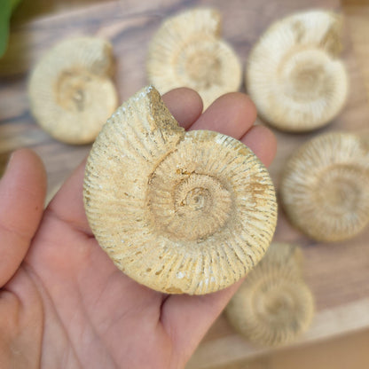 Ammonite Fossil