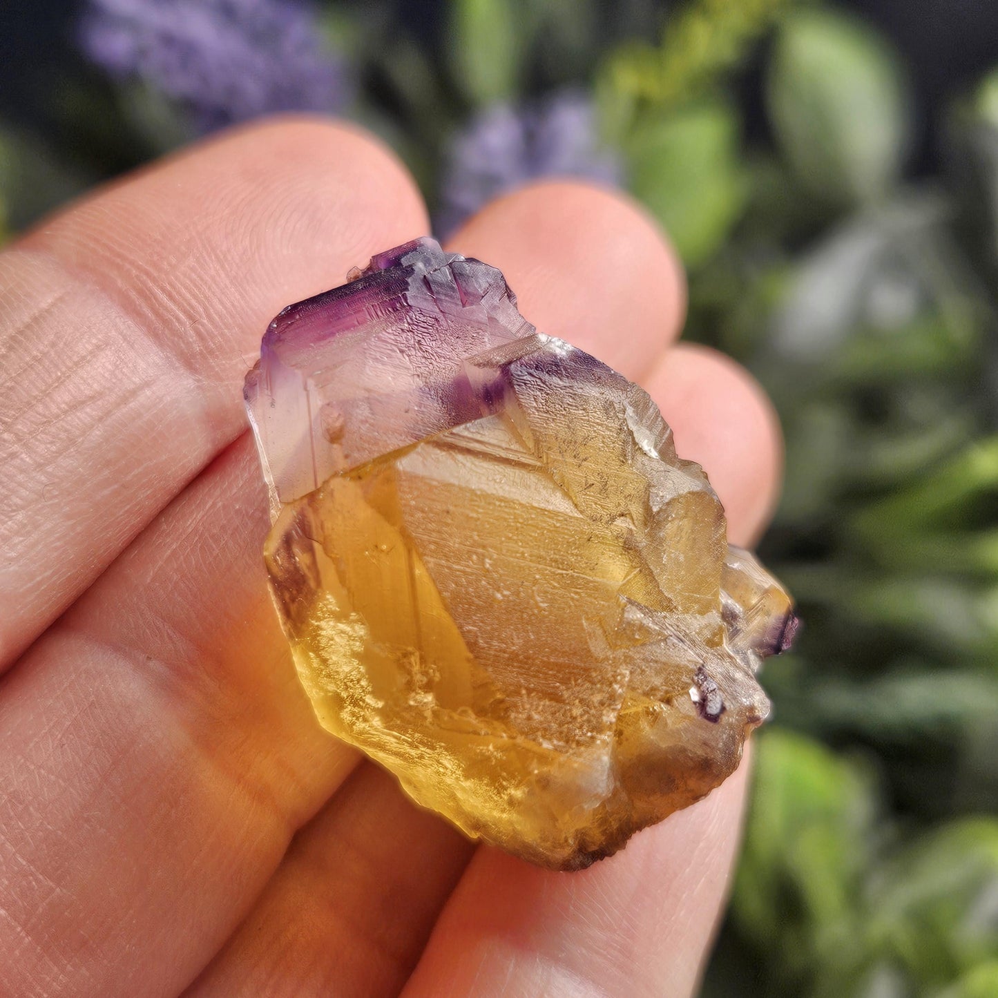 Purple & Yellow Bicolor Fluorite