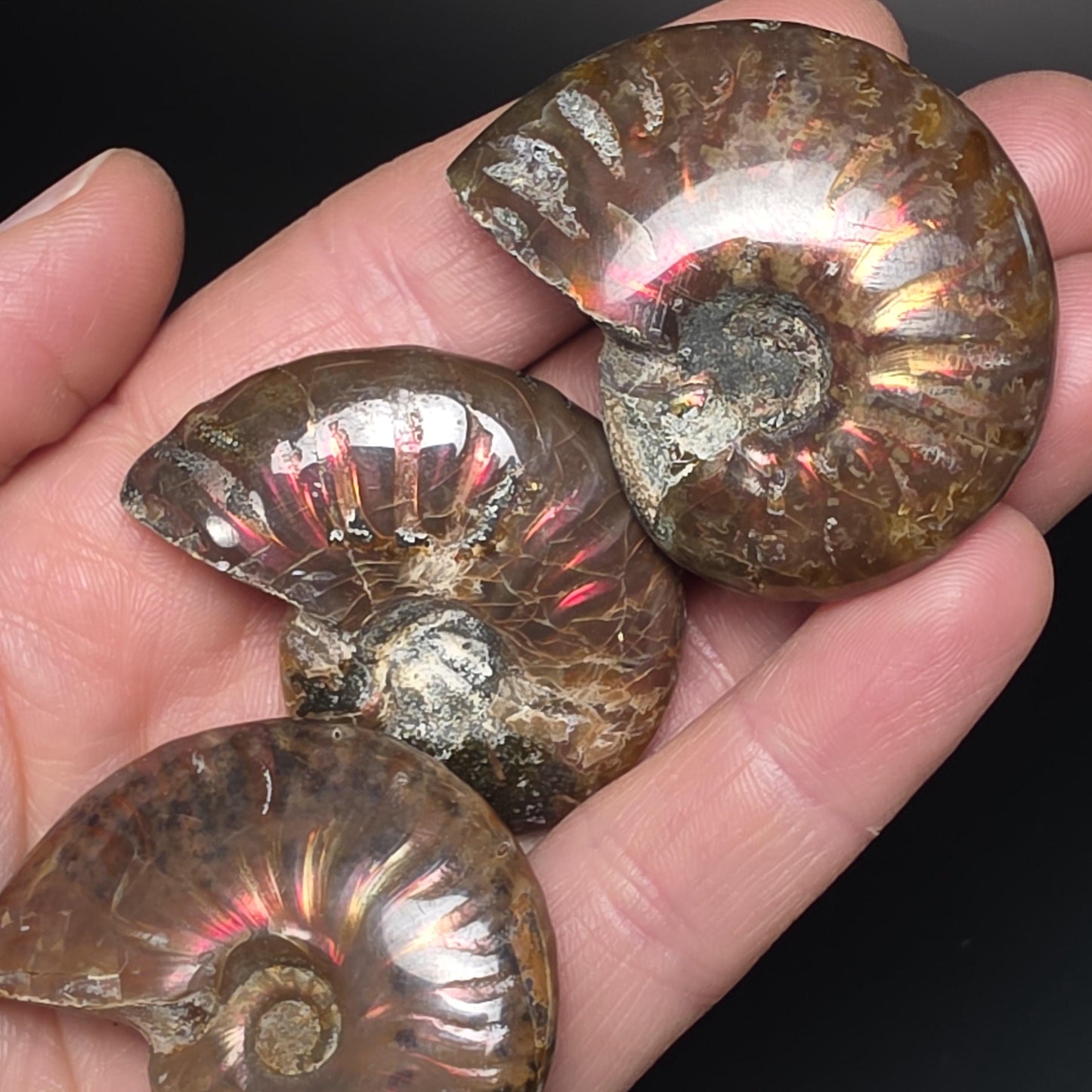 Opal Ammonite