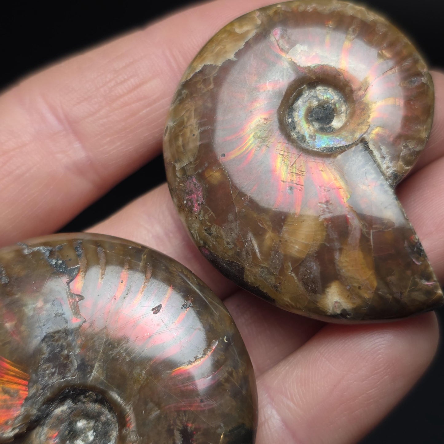 Opal Ammonite