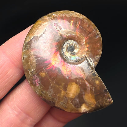 Opal Ammonite