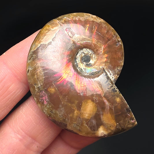 Opal Ammonite