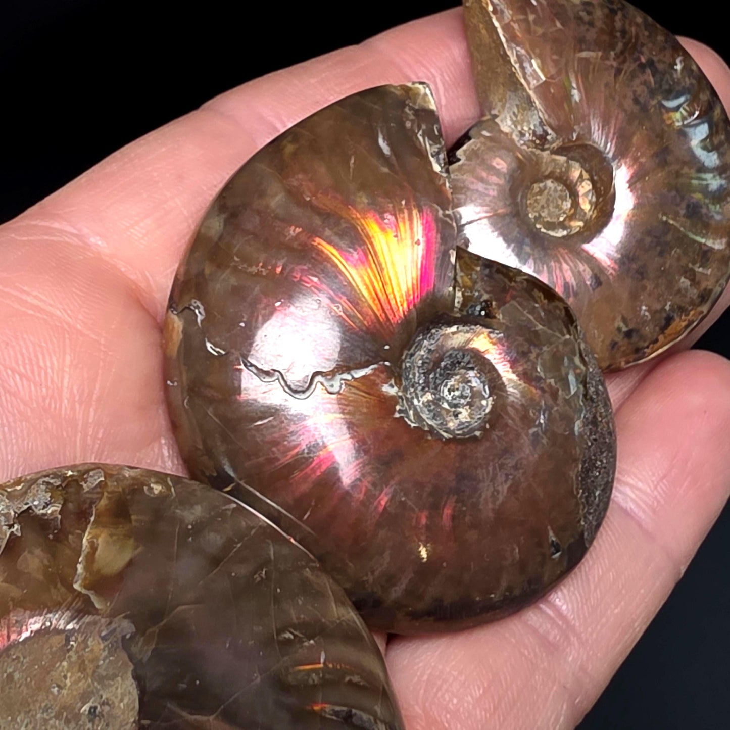 Opal Ammonite