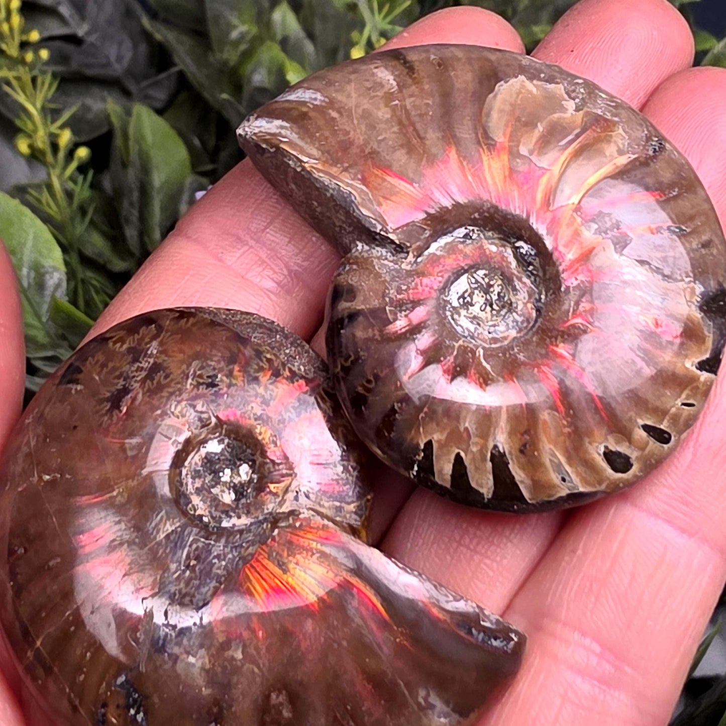 Opal Ammonite