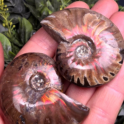 Opal Ammonite