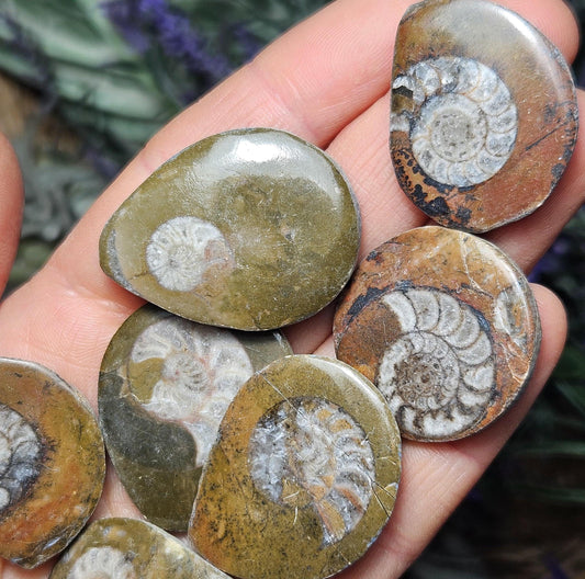 Ammonite Fossil