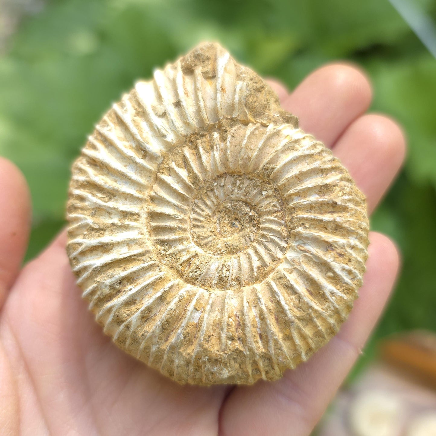 Ammonite Fossil