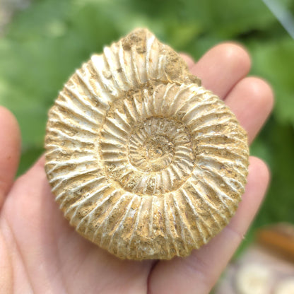 Ammonite Fossil