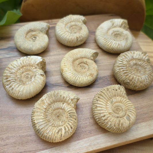 Ammonite Fossil