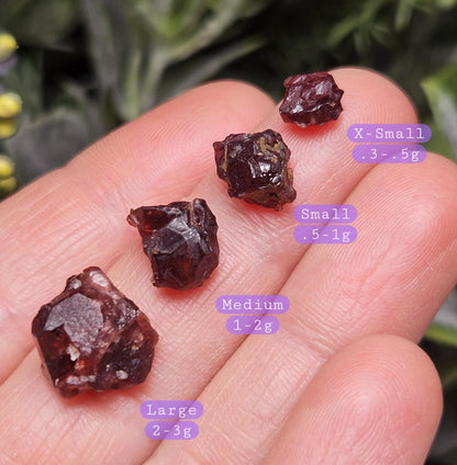 Himalayan Alpine Garnet
