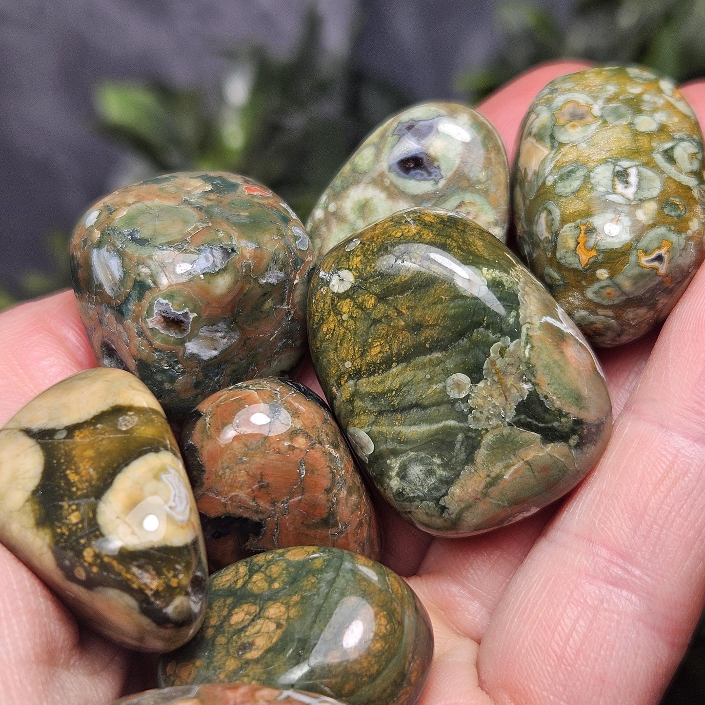 Australian Rainforest Jasper