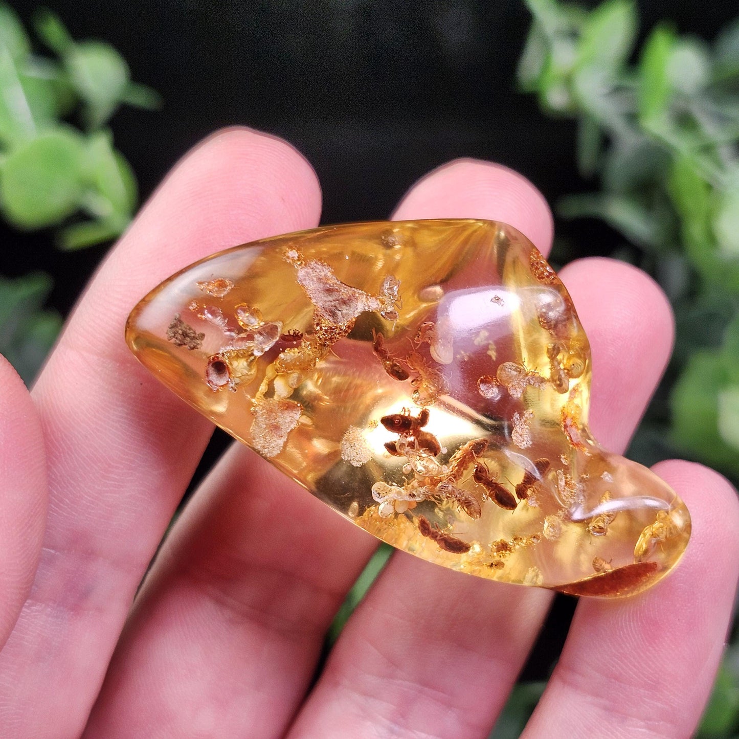 Amber with Bugs & Static ENHYDRO