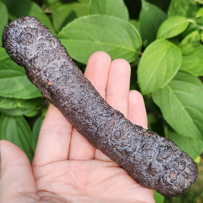 HUGE Angel Chime Prophecy Stone 319g