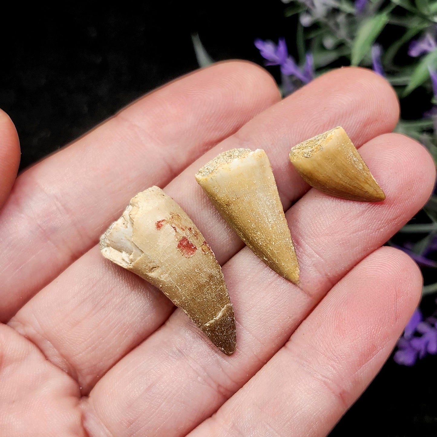 Prehistoric Fossil Tooth: Mososaur Fossilized Teeth, Cretaceous Marine Reptile (.5 - 1")