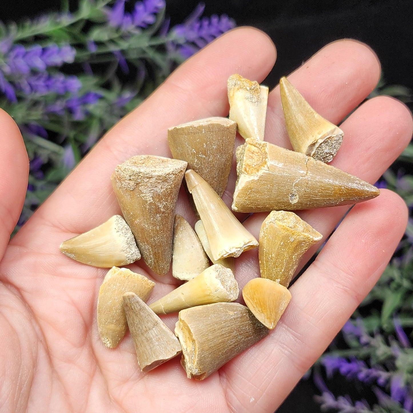 Prehistoric Fossil Tooth: Mososaur Fossilized Teeth, Cretaceous Marine Reptile (.5 - 1")