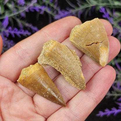 Prehistoric Fossil Tooth: Mososaur Fossilized Teeth, Cretaceous Marine Reptile (.5 - 1")