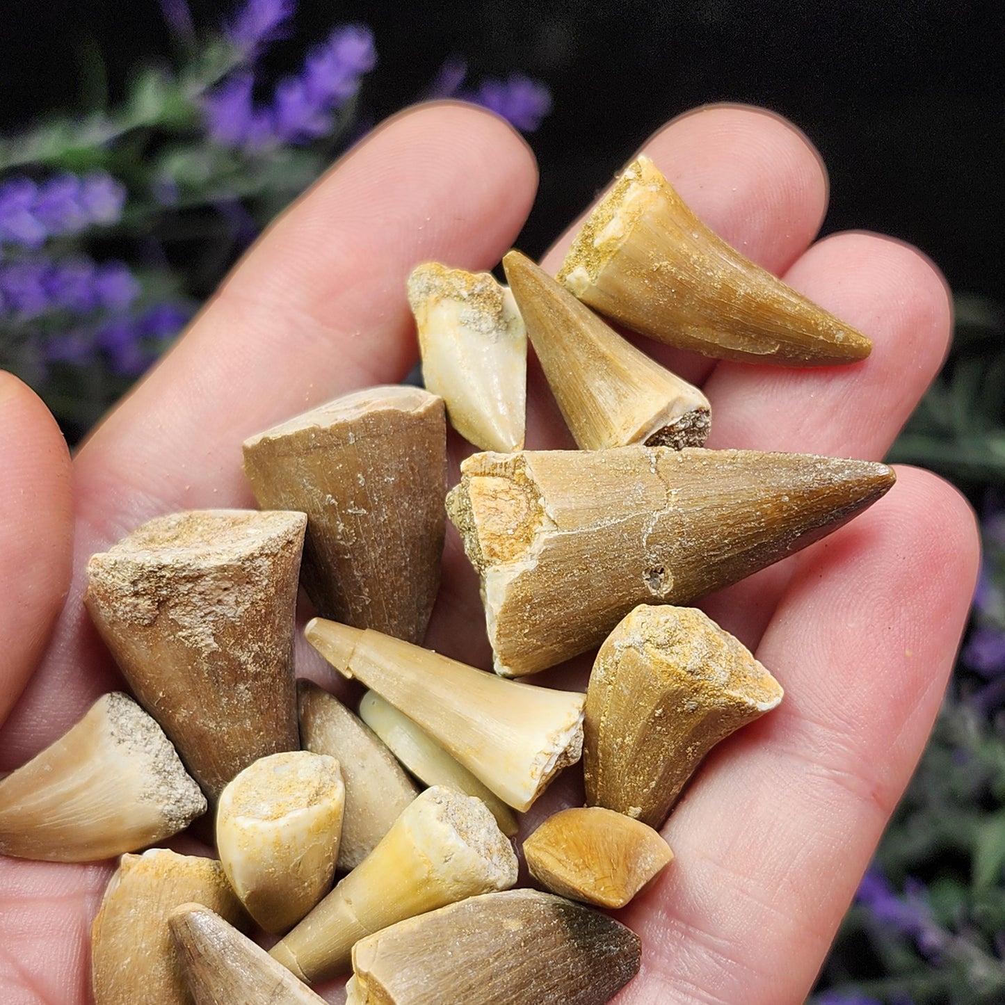 Prehistoric Fossil Tooth: Mososaur Fossilized Teeth, Cretaceous Marine Reptile (.5 - 1")