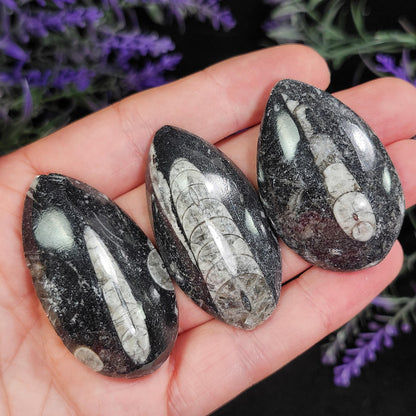 Orthoceras Fossil