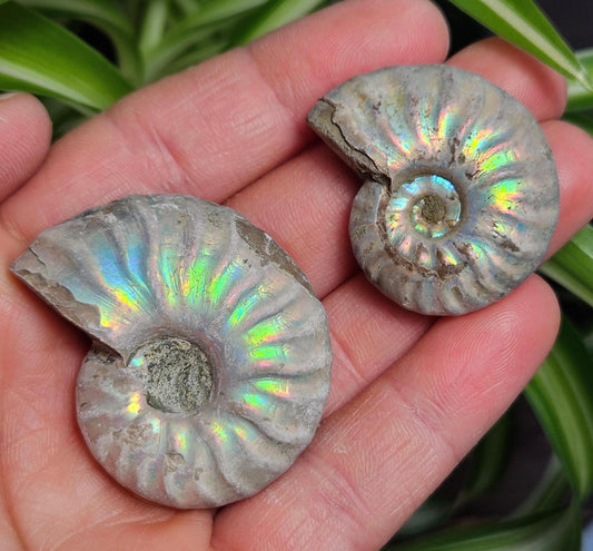 Opalized Ammonite Fossil