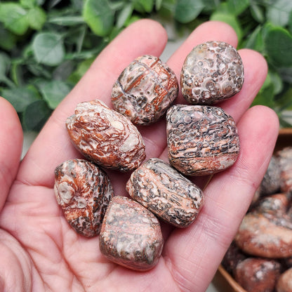Leopard Skin Jasper