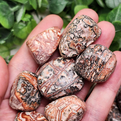 Leopard Skin Jasper