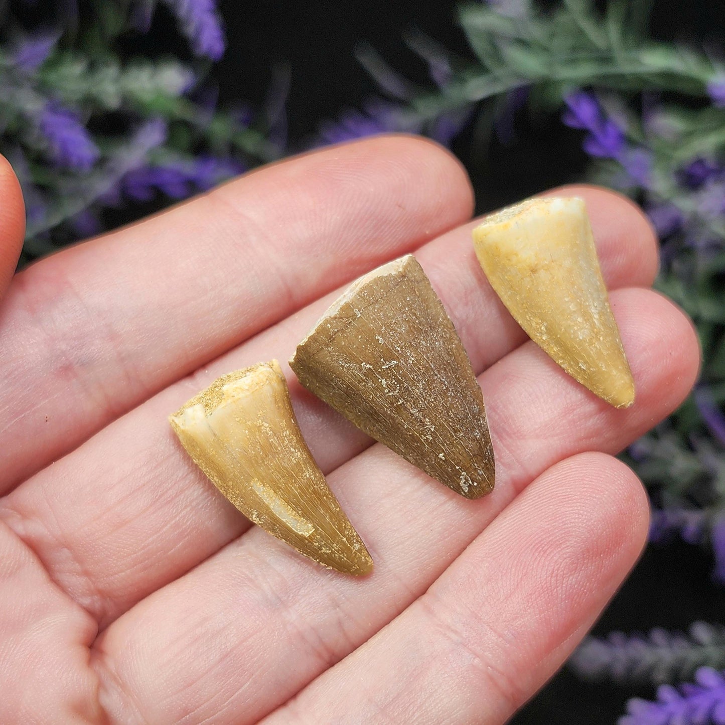 Prehistoric Fossil Tooth: Mososaur Fossilized Teeth, Cretaceous Marine Reptile (.5 - 1")