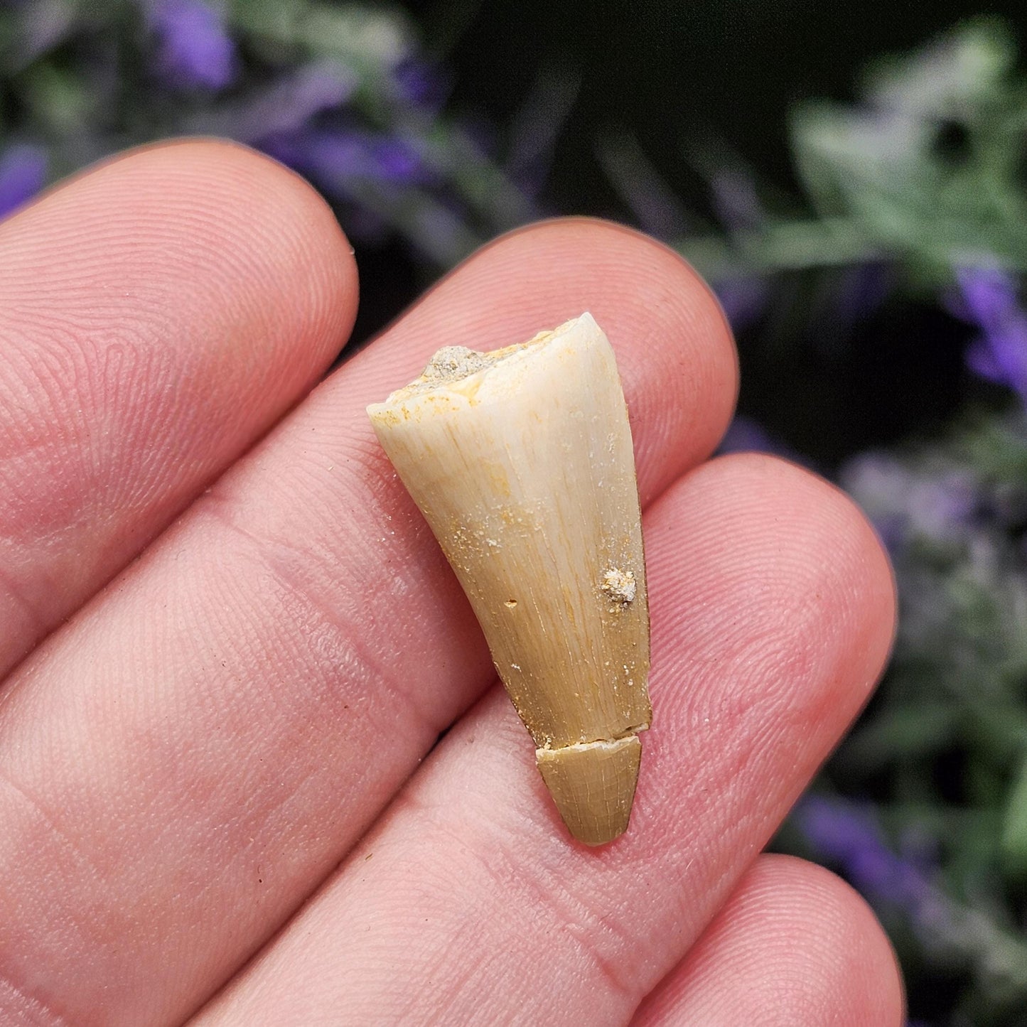 Prehistoric Fossil Tooth: Mososaur Fossilized Teeth, Cretaceous Marine Reptile (.5 - 1")