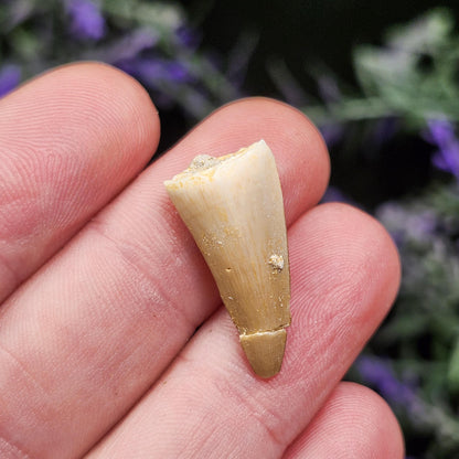 Prehistoric Fossil Tooth: Mososaur Fossilized Teeth, Cretaceous Marine Reptile (.5 - 1")