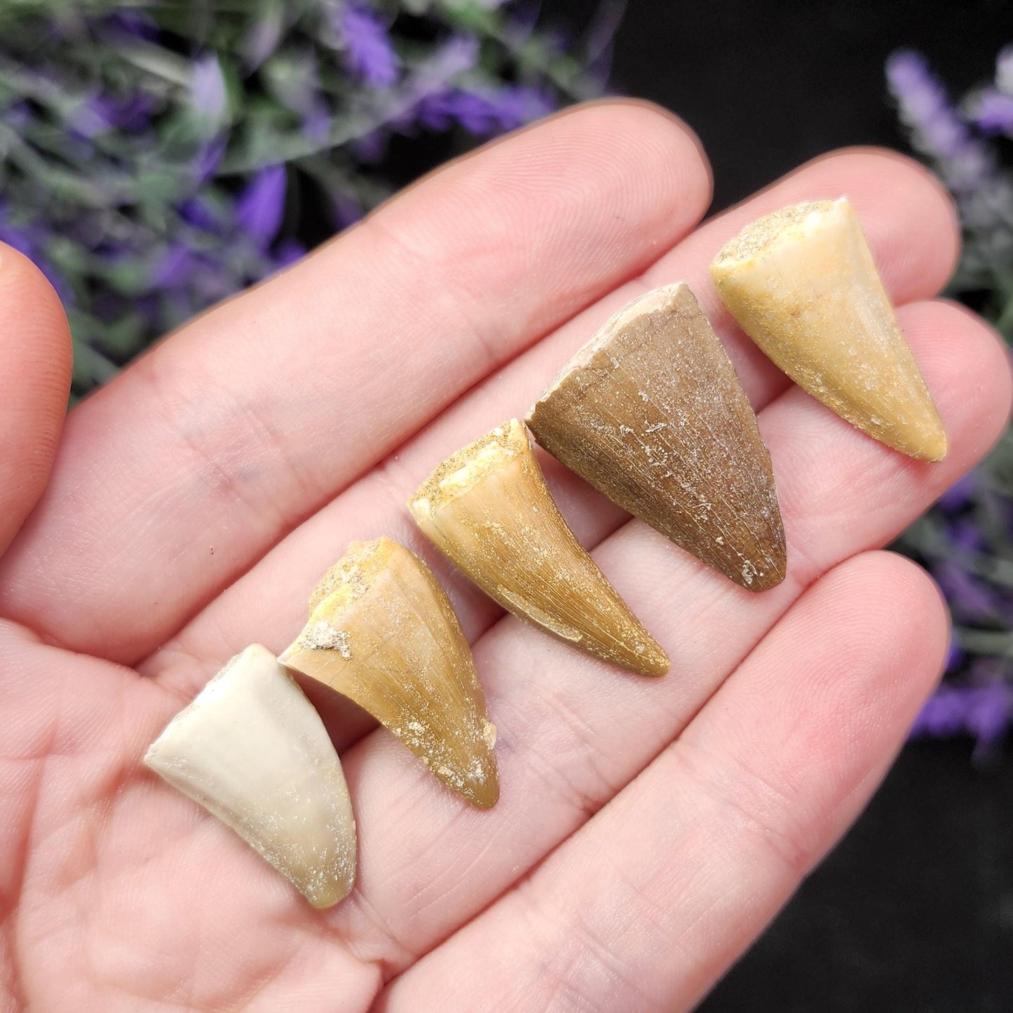 Prehistoric Fossil Tooth: Mososaur Fossilized Teeth, Cretaceous Marine Reptile (.5 - 1")