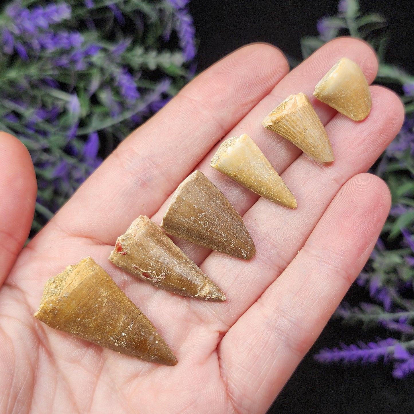 Prehistoric Fossil Tooth: Mososaur Fossilized Teeth, Cretaceous Marine Reptile (.5 - 1")