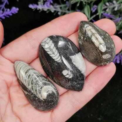 Orthoceras Fossil