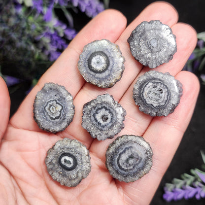 Solar Quartz Stalactite Slices: Single Slice or Pair of Slices, Solar Quartz Crystal, Solar Crystal Slice