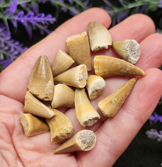 Prehistoric Fossil Tooth: Mososaur Fossilized Teeth, Cretaceous Marine Reptile (.5 - 1")