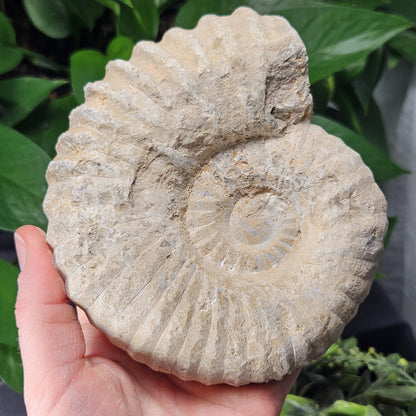 Ammonite Fossil