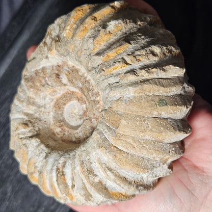 Ammonite Fossil