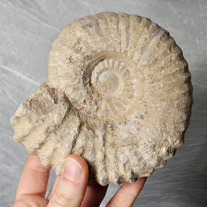 Ammonite Fossil
