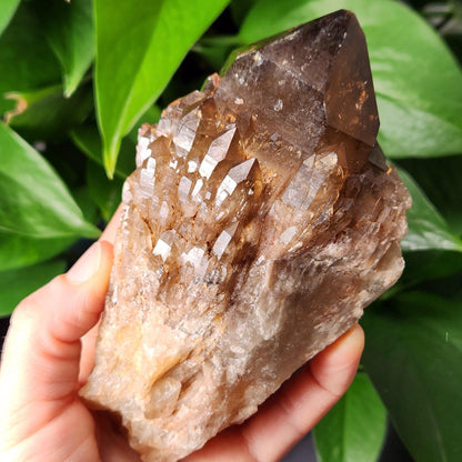 Kundalini Citrine 540g