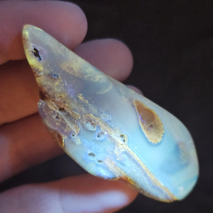 Amber with Insects, 10.6g Polished Amber from Colombia