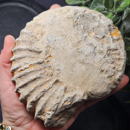 Ammonite Fossil